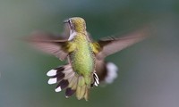 1001 thắc mắc: Loài chim nào có thể bay lùi, được mệnh danh là ‘phi cơ thần tốc’?