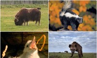 1001 thắc mắc: Những loài động vật nào bốc mùi đáng sợ nhất thế giới?