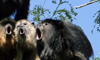 Khỉ rú chỉ nặng 7 kg nhưng nằm trong số những động vật kêu to nhất trên đất liền với tần số âm thanh tương tự hổ.