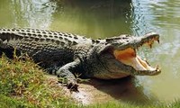 1001 thắc mắc: Vì sao có thể buộc mõm cá sấu dễ dàng?