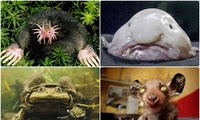 1001 thắc mắc: Những loài động nào vật đoạt ngôi xấu xí nhất thế giới?