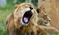 1001 thắc mắc: Những sự thật gây sốc về loài sư tử mà bạn không ngờ tới