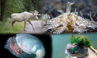 1001 thắc mắc: Những loài động vật nào ‘hiếm có, khó tìm’ trên trái đất?