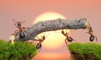 1001 thắc mắc: Một con kiến có thể sống sót nếu rơi từ nóc nhà cao ốc hay không?