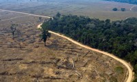 Quốc gia nào đứng đầu thế giới về nạn phá rừng?
