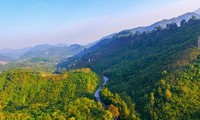 Những tỉnh, thành nào của Việt Nam không có rừng?