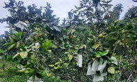 Độc lạ Hà Tĩnh: Nuôi 40 tổ kiến vàng để bảo vệ vườn cam