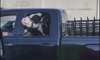 Chở bò trong khoang cabin của xe bán tải
