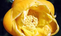 Lứa hoa đầu tiên chớm nở trong công viên Trà hoa vàng giữa rừng nguyên sinh VQG Cát Tiên 