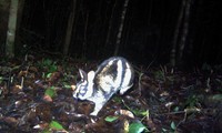 Thỏ vằn Trường Sơn được phát hiện ở VQG Bidoup-Núi Bà
