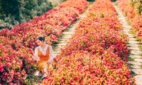 Đà Lạt lọt top 10 điểm ngắm hoa hàng đầu thế giới