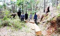 Truy bắt 5 đối tượng phá rừng phòng hộ ở núi Voi
