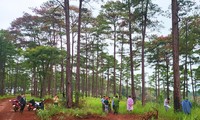 159 cây thông ở ‘điểm nóng’ phá rừng bị đầu độc