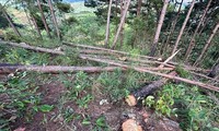 Để xảy ra nhiều vụ phá rừng, Chủ tịch xã ở Lâm Đồng bị tạm đình chỉ công tác