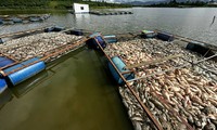 Lâm Đồng: Làm rõ nguyên nhân cá chết la liệt trên hồ Mai Thành