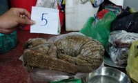 Công an huyện Đắk R'lấp bắt quả tang vụ buôn bán động vật quý hiếm