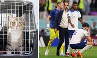 Sao tuyển Anh mang mèo hoang từ Qatar về nhà, thay vì cúp vô địch 