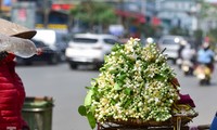 Hoa bưởi dịu dàng ngày xuân, nét chấm phá cho phố phường Hà Nội