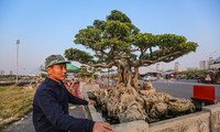 Dàn cây cảnh tiền tỷ đổ bộ về Hà Nội trước Tết Dương lịch