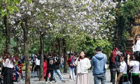 Cuối tuần, đông nghẹt người chen chân chụp ảnh với hoa ban Tây Bắc