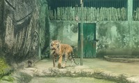 Thảo Cầm Viên Sài Gòn tổ chức lễ đầy tháng cho hai con hổ