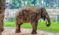 Cận cảnh hai chú voi &apos;sống khổ&apos; với xiềng xích ở vườn thú Hà Nội