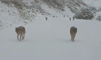 Thót tim cảnh đàn sói bao vây nhóm du khách giữa thung lũng đầy tuyết
