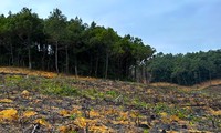 Xót xa rừng thông hàng chục năm tuổi bị chặt phá... để trồng keo