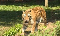 Người dân lại trình báo nhìn thấy thú hoang dã giống hổ ở Lâm Đồng 