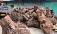 Công an Quảng Nam bắt quả tang 5 ô tô tải chở gỗ xá xị trái phép