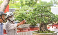 Nhiều bonsai độc đáo quy tụ tại Liên hoan, triển lãm sinh vật cảnh tỉnh Bình Định
