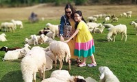 Đồi cừu đẹp như phim ở Bà Rịa - Vũng Tàu hút du khách dịp lễ 