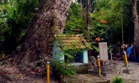 Hai cây cổ thụ đồ sộ 700 năm tuổi ở vùng Bảy Núi của An Giang là giống cây gì?