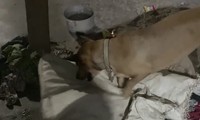 Một con chó dại cắn 4 người ở Đồng Nai