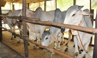 Tây Ninh: Giá trâu, bò giảm, nông dân than lỗ mà ngoài chợ thì giá thịt trâu, bò vẫn neo cao