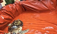 Đồng Nai: Bàn giao thành công rùa biển quý hiếm có nguy cơ tuyệt chủng