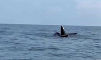 VIDEO: 3 con cá voi dài gần 20m ngoi lên mặt nước săn mồi ở Cô Tô