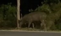 Rumor has it that a deer as big as a cow appeared in Sac Forest