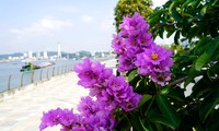 Hoa bằng lăng ‘nhuộm tím’ phố phường Hạ Long