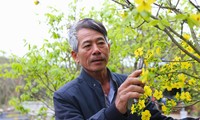 Độc đáo nghề chăm mai Yên Tử ở làng hoa lớn nhất Quảng Ninh: Thắp đèn tránh rét cho cây