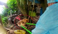 Sau vụ chó dại cắn 14 người, Quảng Ninh huy động hàng chục nghìn liều vắc xin tiêm phòng cho chó mèo