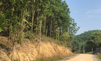 Kỳ lạ, hàng cây tiền tỷ &apos;tự mọc&apos; trong khuôn viên dự án ở Quảng Ninh