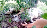 Sét đánh chết 6 con bò sau mưa lớn ở Gia Lai
