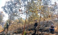 Chữa cháy rừng, hai nhân viên tử vong 