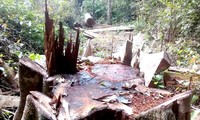 Kỷ luật một đảng viên trực tiếp đốn hạ trái phép cây gỗ trong rừng đặc dụng 