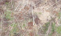 Xót xa cánh rừng ở Gia Lai bị phá trắng 