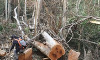 Bộ Công an bắt vụ phá rừng lớn tại Vườn quốc gia Yok Đôn