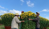 Nhà vườn phường Ninh Giang đóng gói hoa cúc đưa đi tiêu thụ. Ảnh Thục Hiền. 