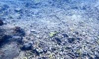 Chuyên gia lý giải nguyên nhân khiến rạn san hô quý giá ở Nha Trang tan nát