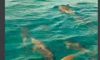 Cá heo xuất hiện trên vịnh Vân Phong